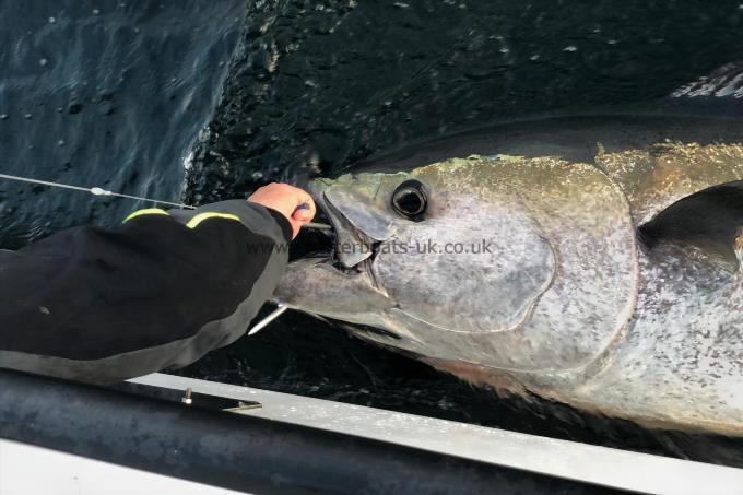 500 lb Bluefin Tuna by Unknown