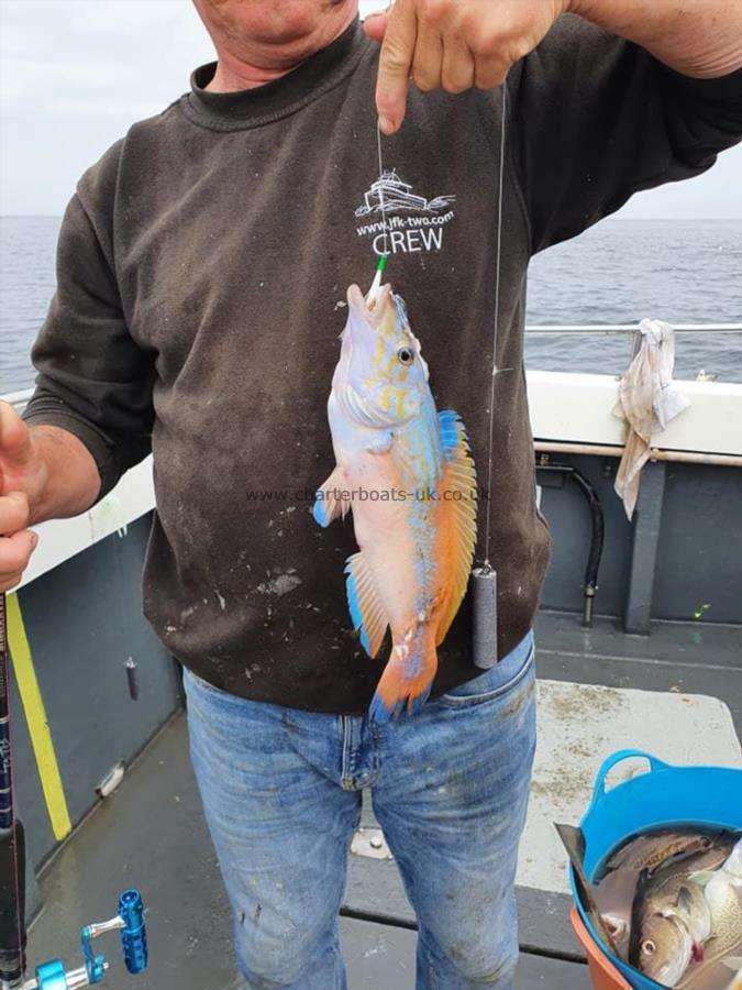 2 lb 4 oz Cuckoo Wrasse by Unknown