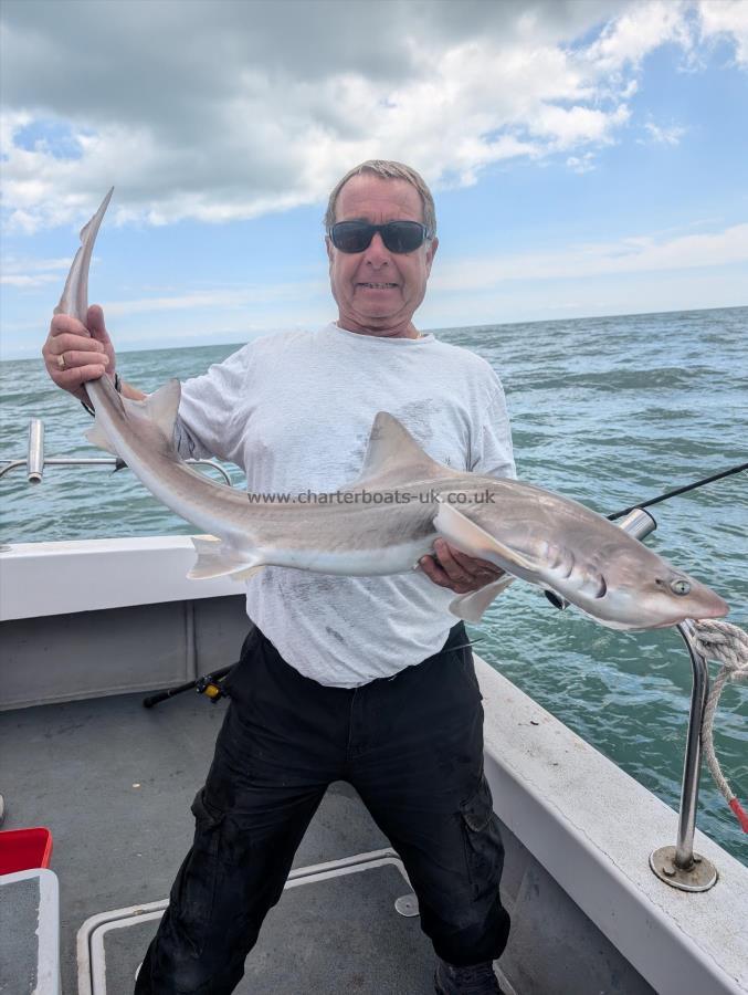 10 lb Starry Smooth-hound by Unknown