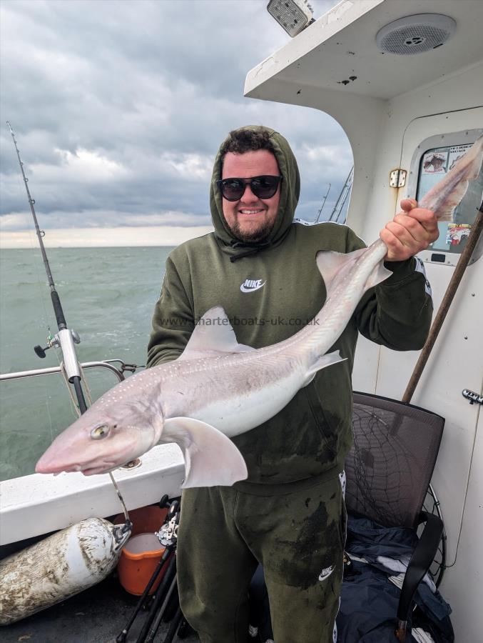 13 lb Starry Smooth-hound by Adam