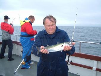 2 lb Mackerel by rob gleave