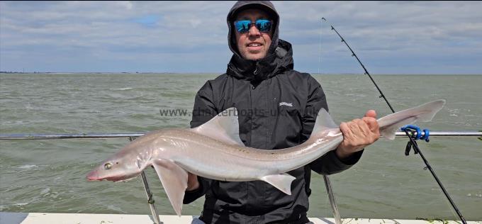 10 lb Starry Smooth-hound by Doug