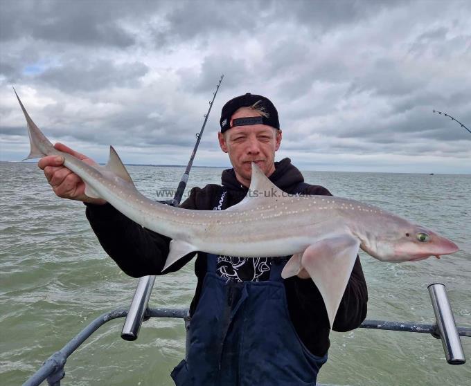 7 lb Smooth-hound (Common) by Unknown