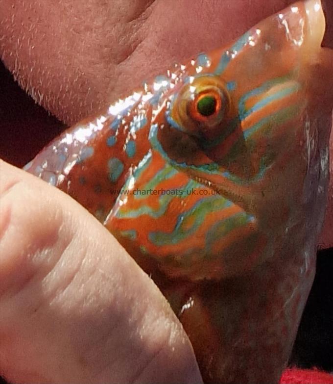 1 lb Corkwing Wrasse by Skipper