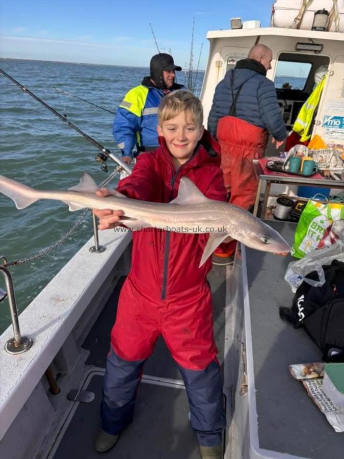 3 lb Smooth-hound (Common) by Harry