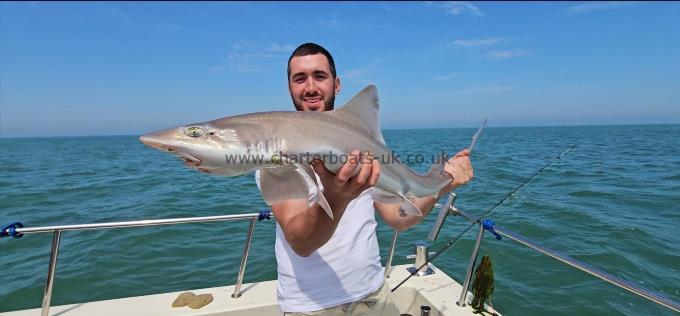 12 lb 6 oz Starry Smooth-hound by Darren