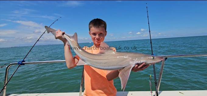 9 lb 6 oz Starry Smooth-hound by Rupert