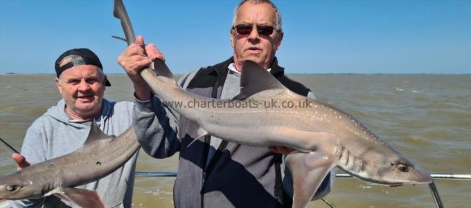 13 lb 5 oz Starry Smooth-hound by Rob