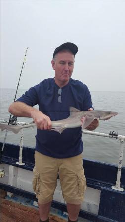 5 lb Starry Smooth-hound by Unknown