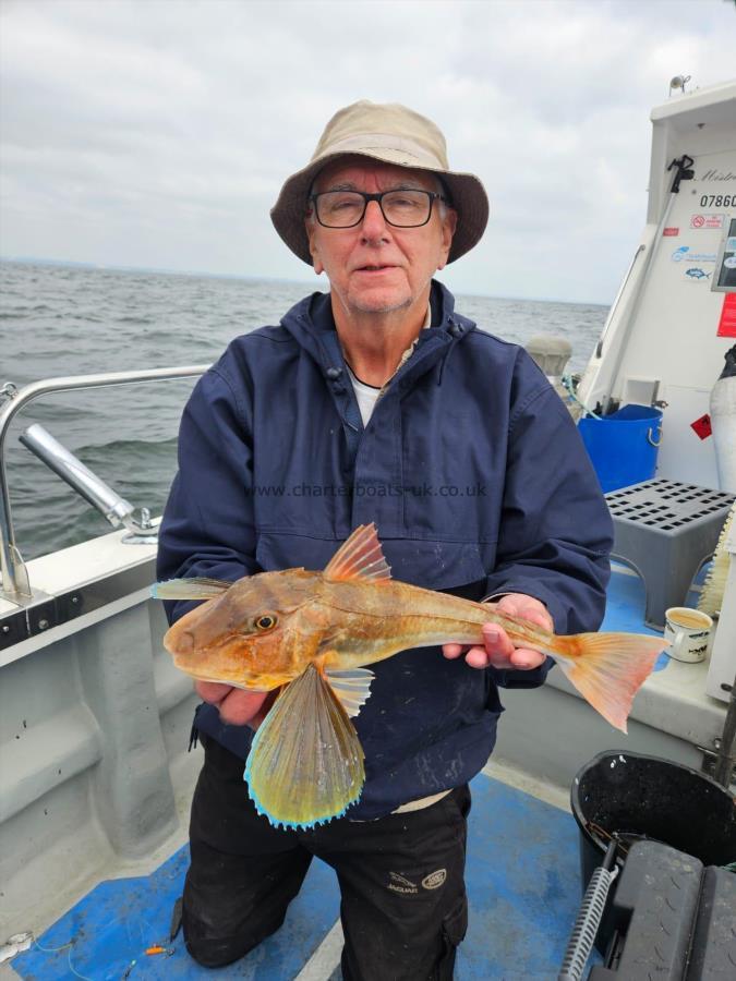 2 lb 7 oz Tub Gurnard by Steve