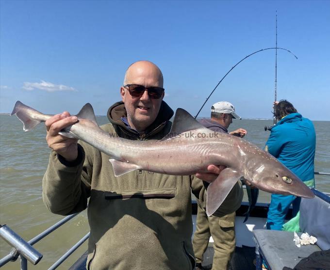 7 lb Smooth-hound by Unknown