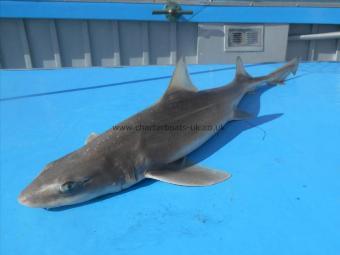 14 lb Starry Smooth-hound by Skipper