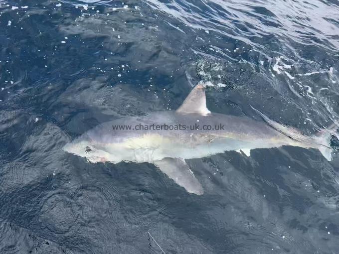 300 lb Porbeagle by Unknown