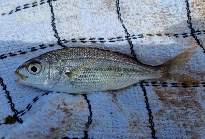 3 oz Red Sea Bream by Unknown