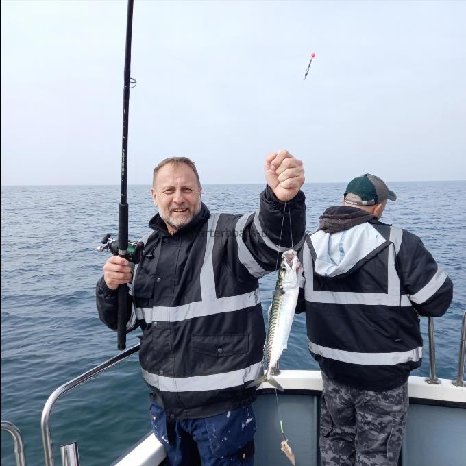 1 lb 1 oz Mackerel by Unknown