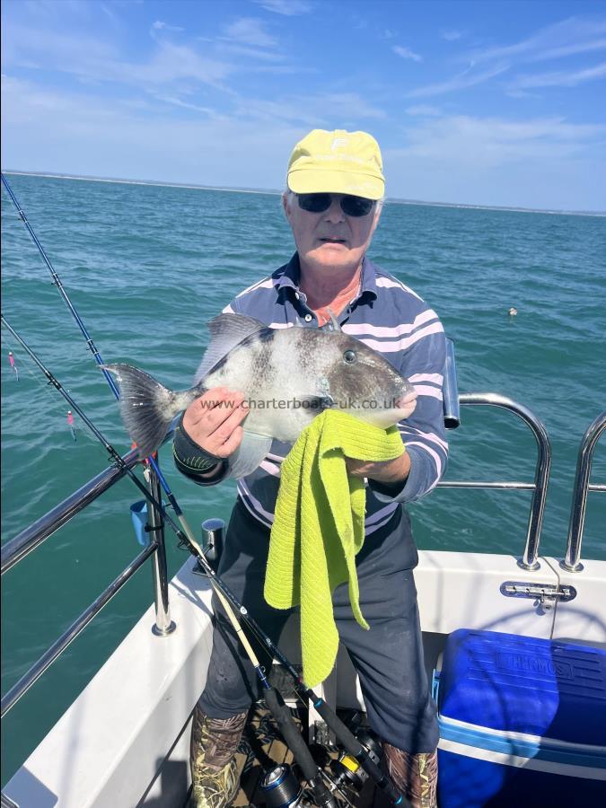 2 lb 8 oz Trigger Fish by Unknown