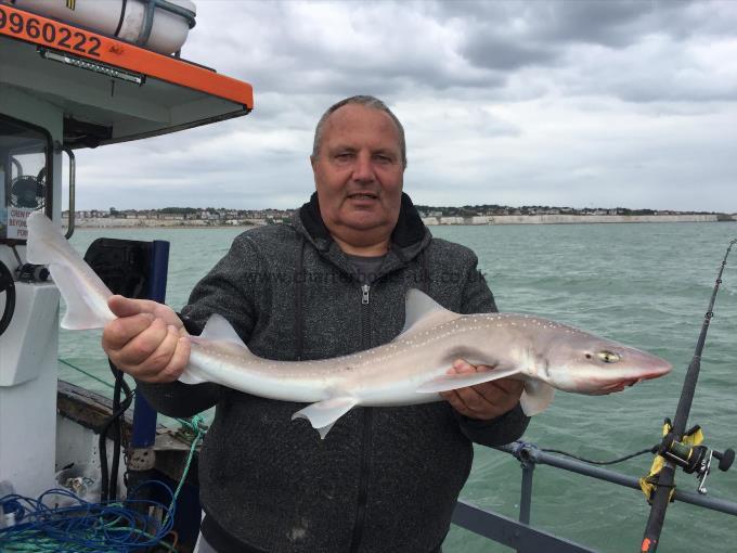 6 lb Smooth-hound (Common) by Unknown