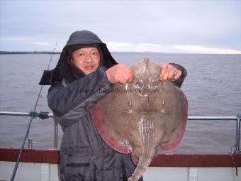 14 lb Thornback Ray by wokkie