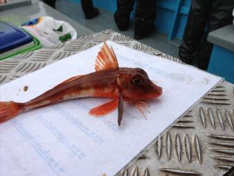 4 oz Streaked Gurnard by Dave Drinkwater