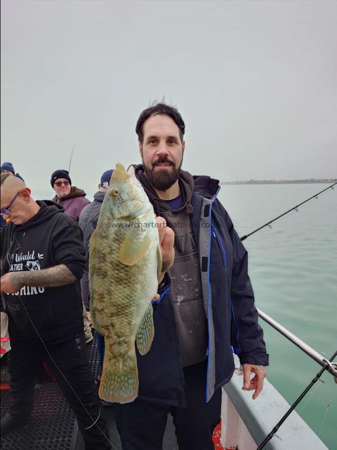 3 lb Ballan Wrasse by Jason