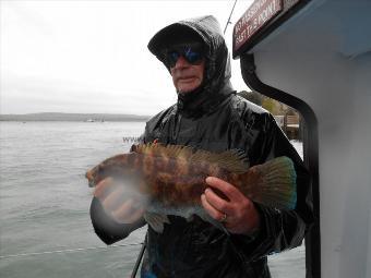 4 lb Ballan Wrasse by Nigel