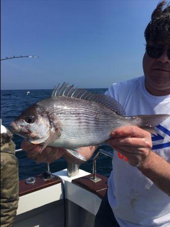 2 lb Black Sea Bream by Steve