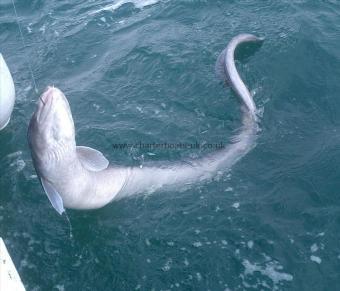 10 lb 2 oz Conger Eel by Unknown