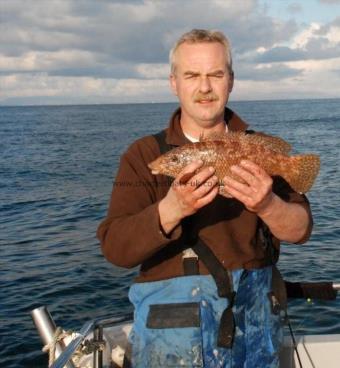 3 lb 4 oz Ballan Wrasse by Pete top class wrass fisherman