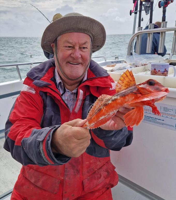 14 oz Streaked Gurnard by Cyril