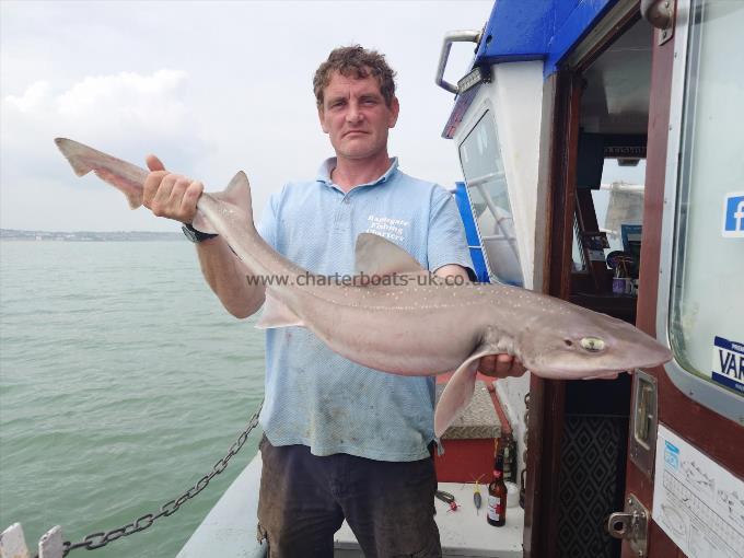 11 lb Starry Smooth-hound by David