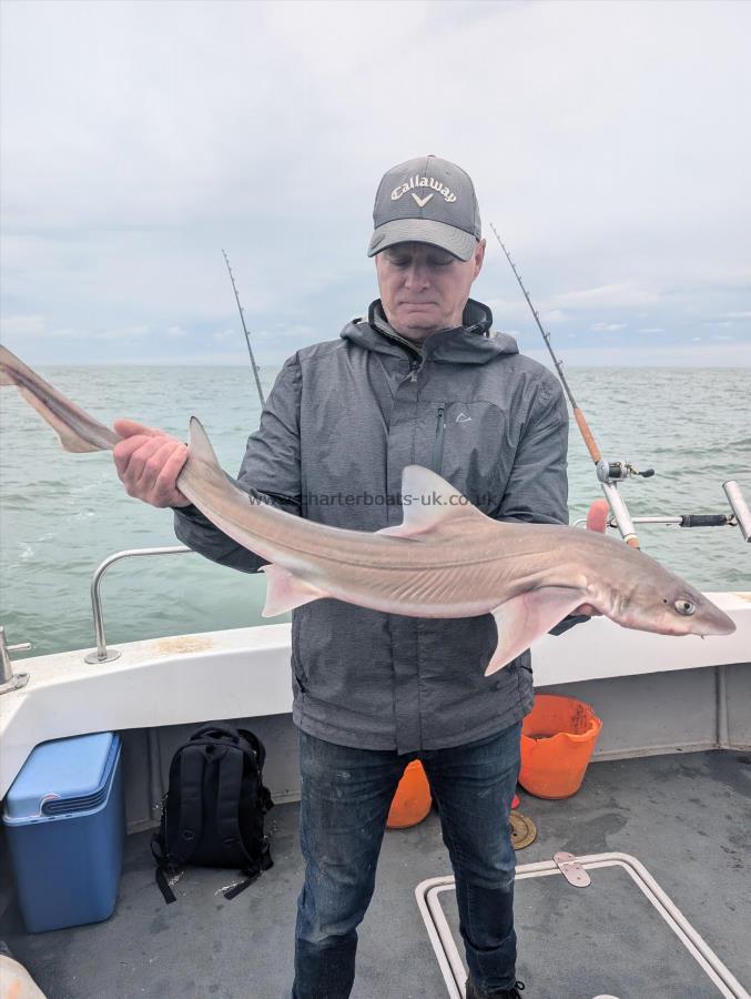 8 lb Starry Smooth-hound by Nick