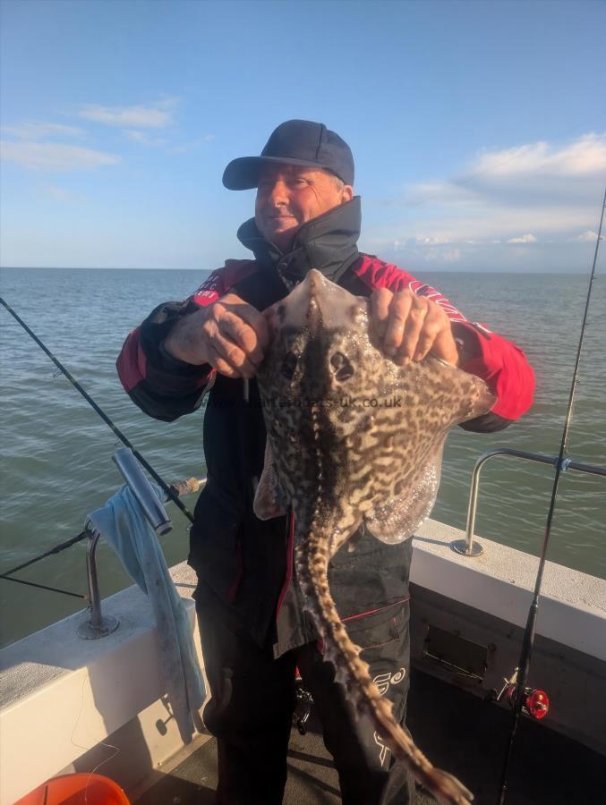 5 lb Thornback Ray by Unknown