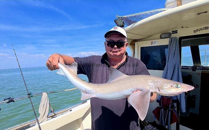 11 lb 6 oz Starry Smooth-hound by Boozy