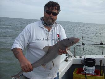 6 lb Starry Smooth-hound by Unknown