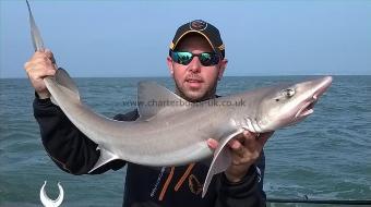 11 lb 12 oz Starry Smooth-hound by Iestyn