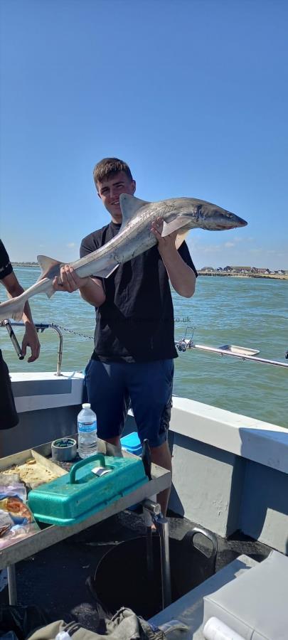 21 lb Smooth-hound (Common) by Unknown