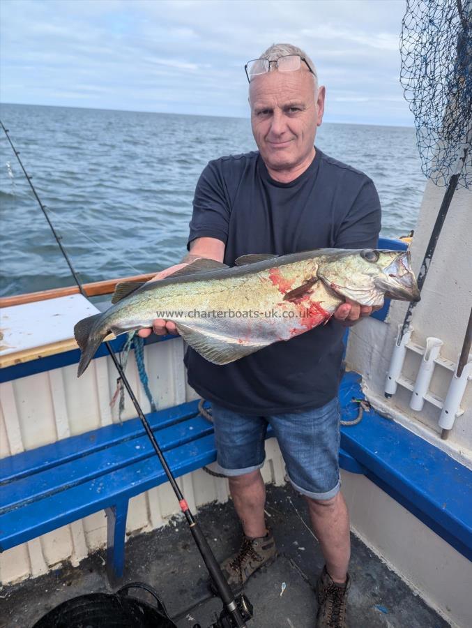 7 lb 8 oz Pollock by Unknown