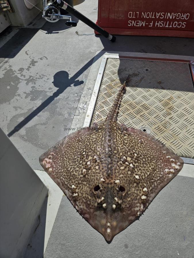 6 lb Thornback Ray by Unknown