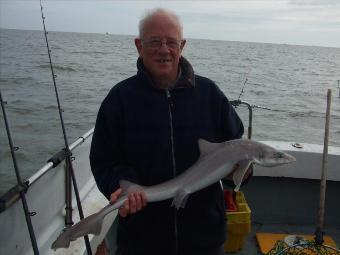 6 lb Starry Smooth-hound by Unknown