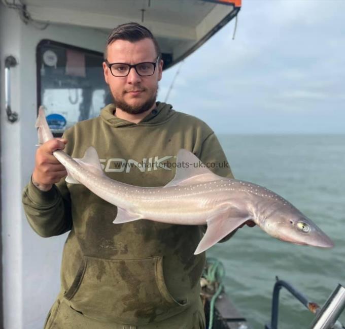 6 lb Smooth-hound (Common) by Unknown