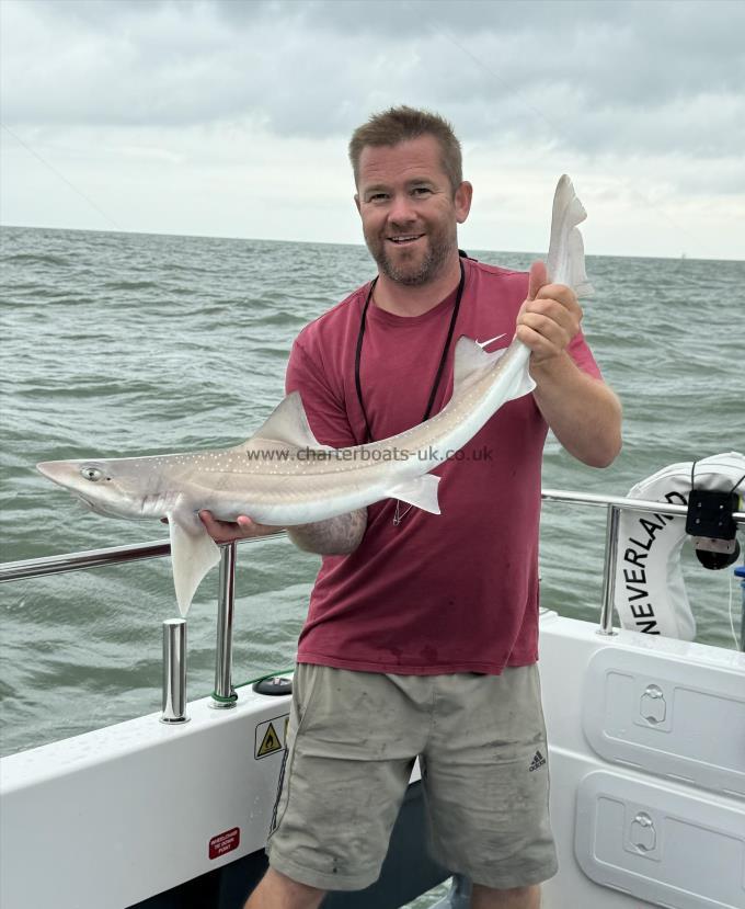 7 lb Starry Smooth-hound by Shane