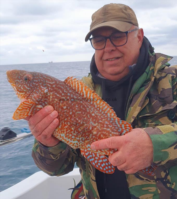 3 lb Ballan Wrasse by Unknown