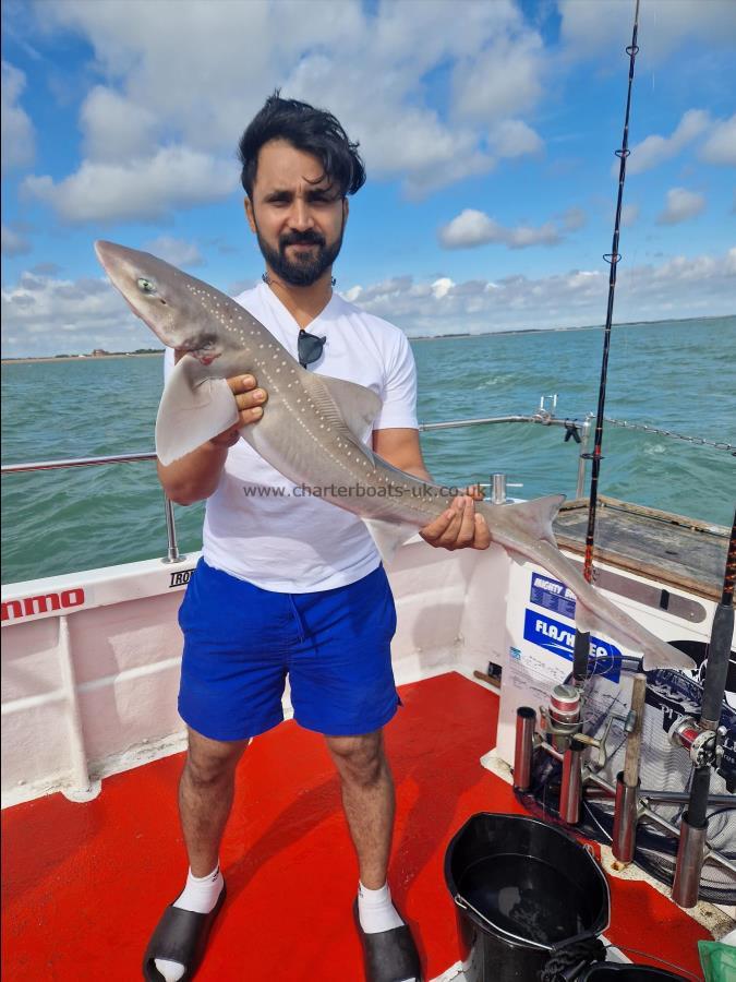 9 lb 12 oz Starry Smooth-hound by Ray group