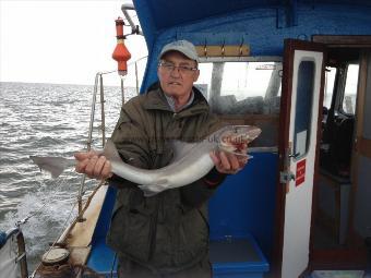 7 lb Starry Smooth-hound by Unknown