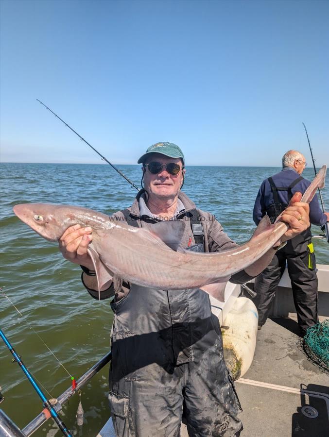 10 lb Starry Smooth-hound by Tim