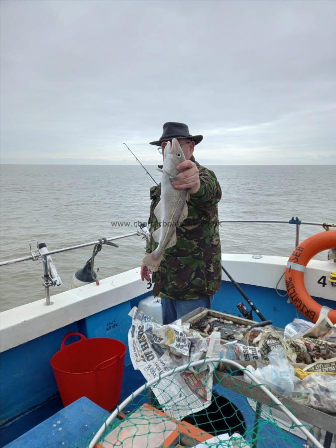 3 lb 12 oz Cod by Unknown