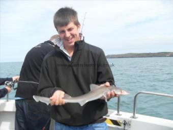 3 lb Starry Smooth-hound by Unknown