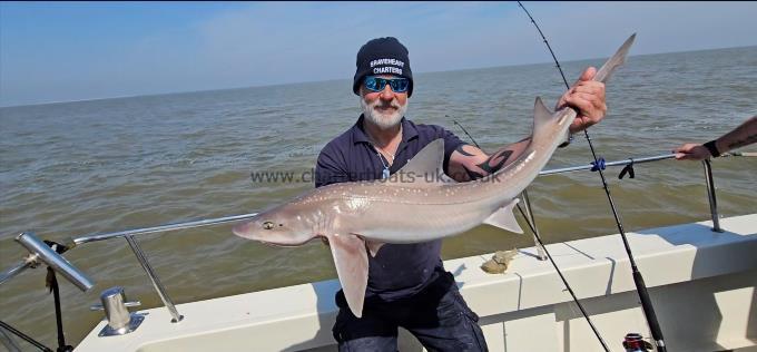 12 lb 5 oz Starry Smooth-hound by Phil