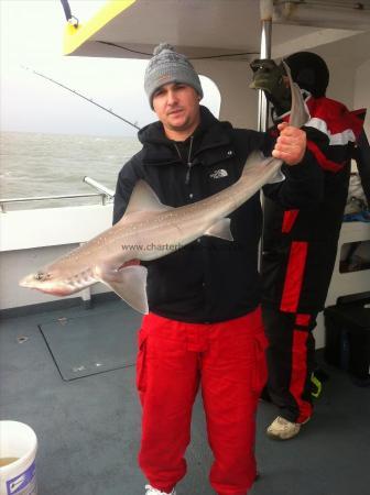 12 lb 9 oz Starry Smooth-hound by Unknown