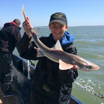 5 lb Starry Smooth-hound by Little dylan